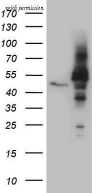OriGene CF808806 image 1