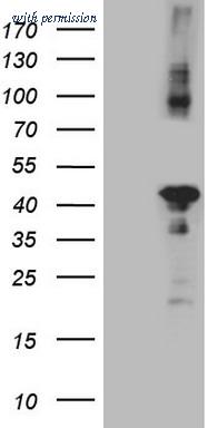 OriGene CF808812 image 1