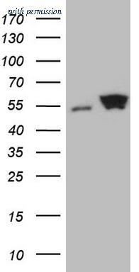 OriGene CF808820 image 1
