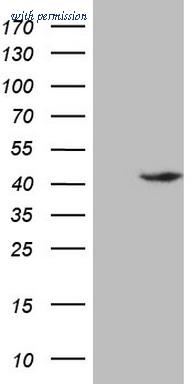 OriGene CF808833 image 1