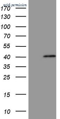 OriGene CF808841 image 1