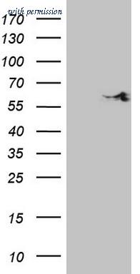 OriGene CF808846 image 1
