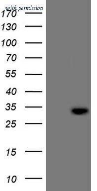 OriGene CF808847 image 1