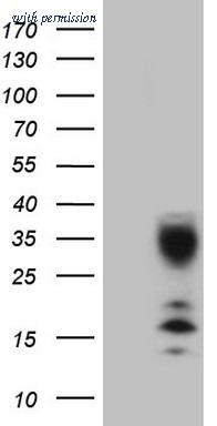 OriGene CF808848 image 1