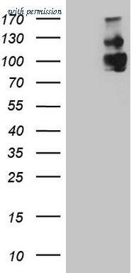 OriGene CF808857 image 1