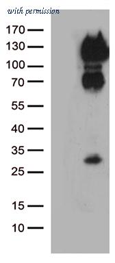 OriGene CF808858 image 1