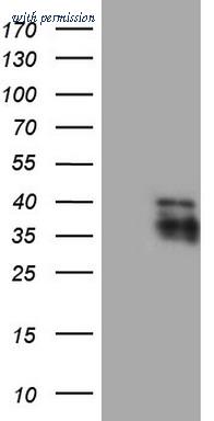 OriGene CF808871 image 1