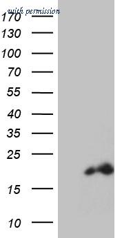 OriGene CF808878 image 1