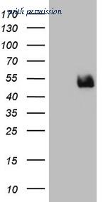OriGene CF808882 image 1
