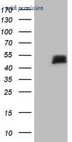 OriGene CF808883 image 1