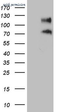 OriGene CF808886 image 1