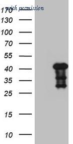 OriGene CF808910 image 1