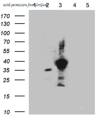 OriGene CF808922 image 1