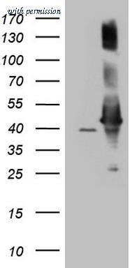 OriGene CF808924 image 1
