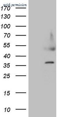 OriGene CF808926 image 1
