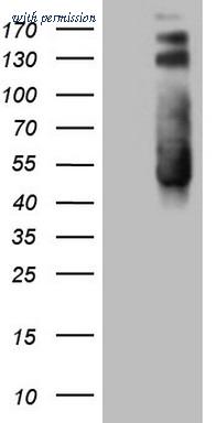 OriGene CF808935 image 1