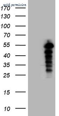 OriGene CF808940 image 1