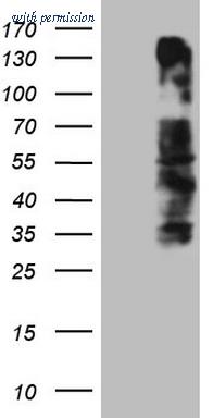 OriGene CF808943 image 1