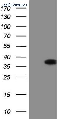 OriGene CF808950 image 1