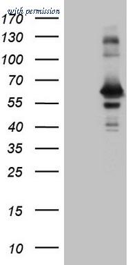 OriGene CF808961 image 1
