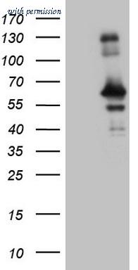 OriGene CF808985 image 1