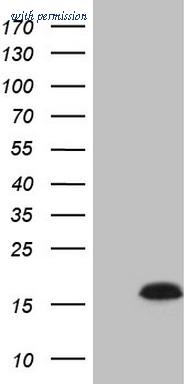 OriGene CF809046 image 1
