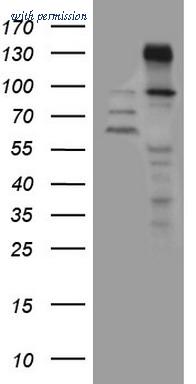 OriGene CF809052 image 1