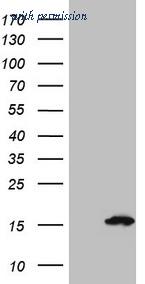 OriGene CF809056 image 1