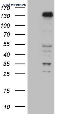 OriGene CF809058 image 1