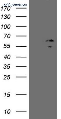 OriGene CF809102 image 1