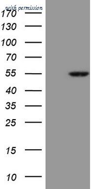 OriGene CF809108 image 1