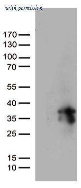 OriGene CF809132 image 1