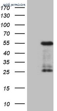 OriGene CF809143 image 1