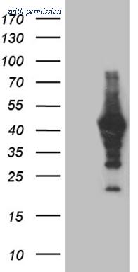 OriGene CF809146 image 1