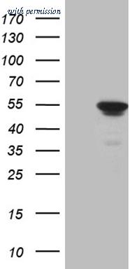 OriGene CF809150 image 1
