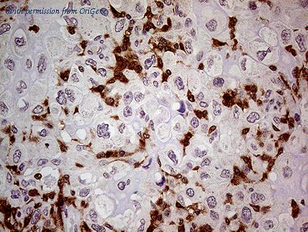 OriGene CF809153 image 1