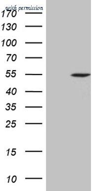 OriGene CF809167 image 1