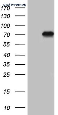 OriGene CF809177 image 1