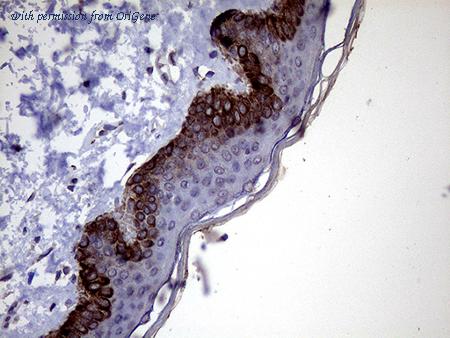OriGene CF809199 image 1