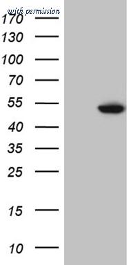 OriGene CF809202 image 1