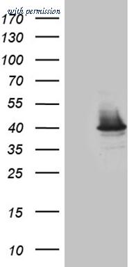 OriGene CF809206 image 1