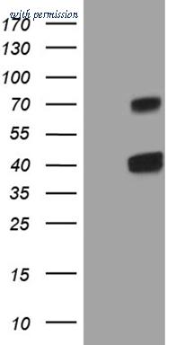 OriGene CF809213 image 1