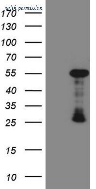 OriGene CF809219 image 1