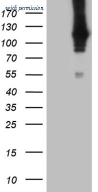 OriGene CF809244 image 1