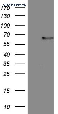 OriGene CF809252 image 1