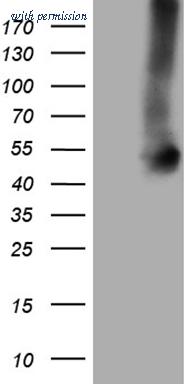 OriGene CF809260 image 1