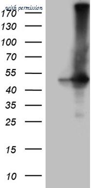 OriGene CF809271 image 1
