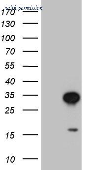 OriGene CF809333 image 1