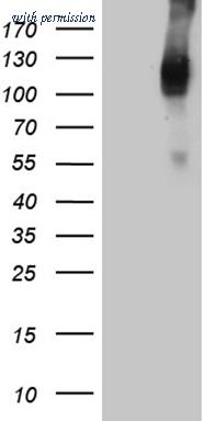 OriGene CF809349 image 1