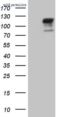 OriGene CF809351 image 1
